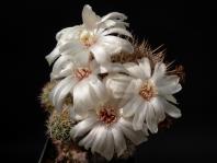 Thumbnail of 1204_Sulcorebutia spec. HS 0044_20130609(1).JPG